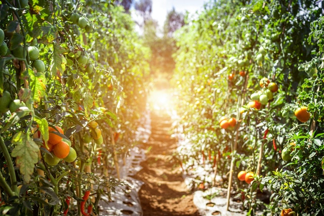 Plant-based foods movement gains international momentum