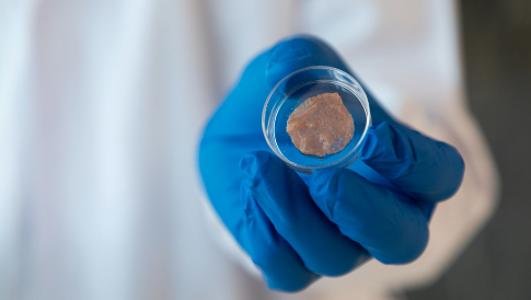 Singapore develops plant-based cell culture scaffold for cheaper, sustainable cultured meat