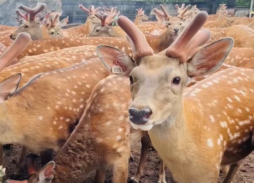 China’s Jimi Biotech develops world’s first deer antler stem cell line