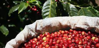 Nestlé ranks first in coffee sustainability Coffee Brew Index 2023