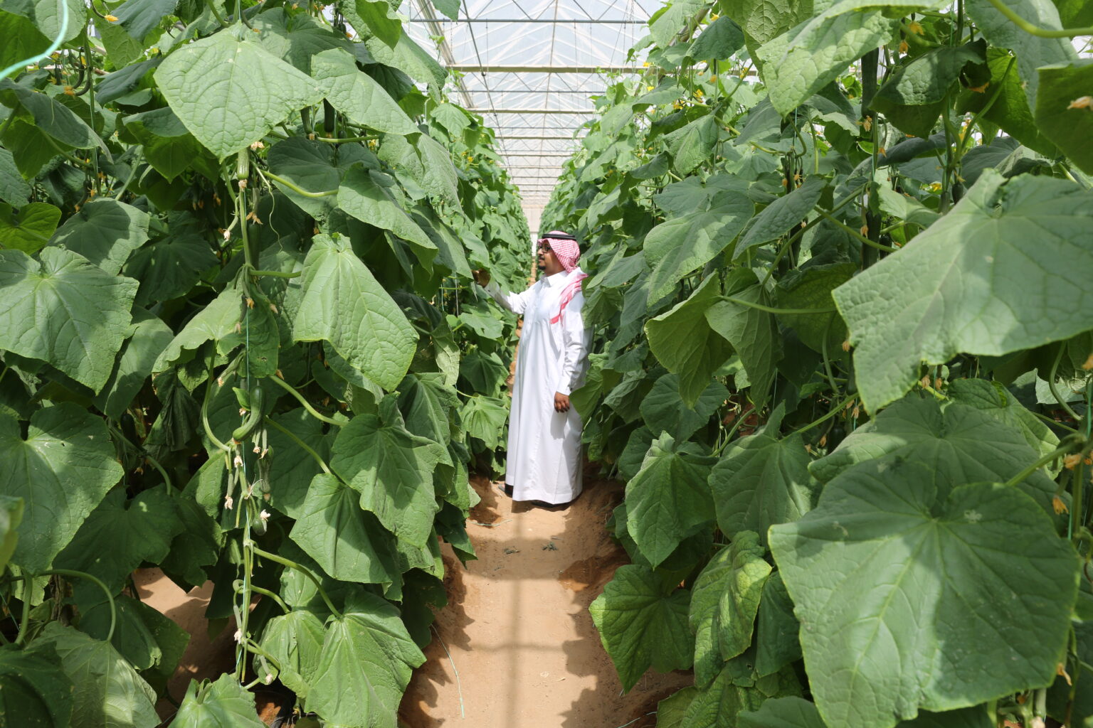 How Significant is Indo-Emirate Partnership for Food Security &amp; Agriculture?