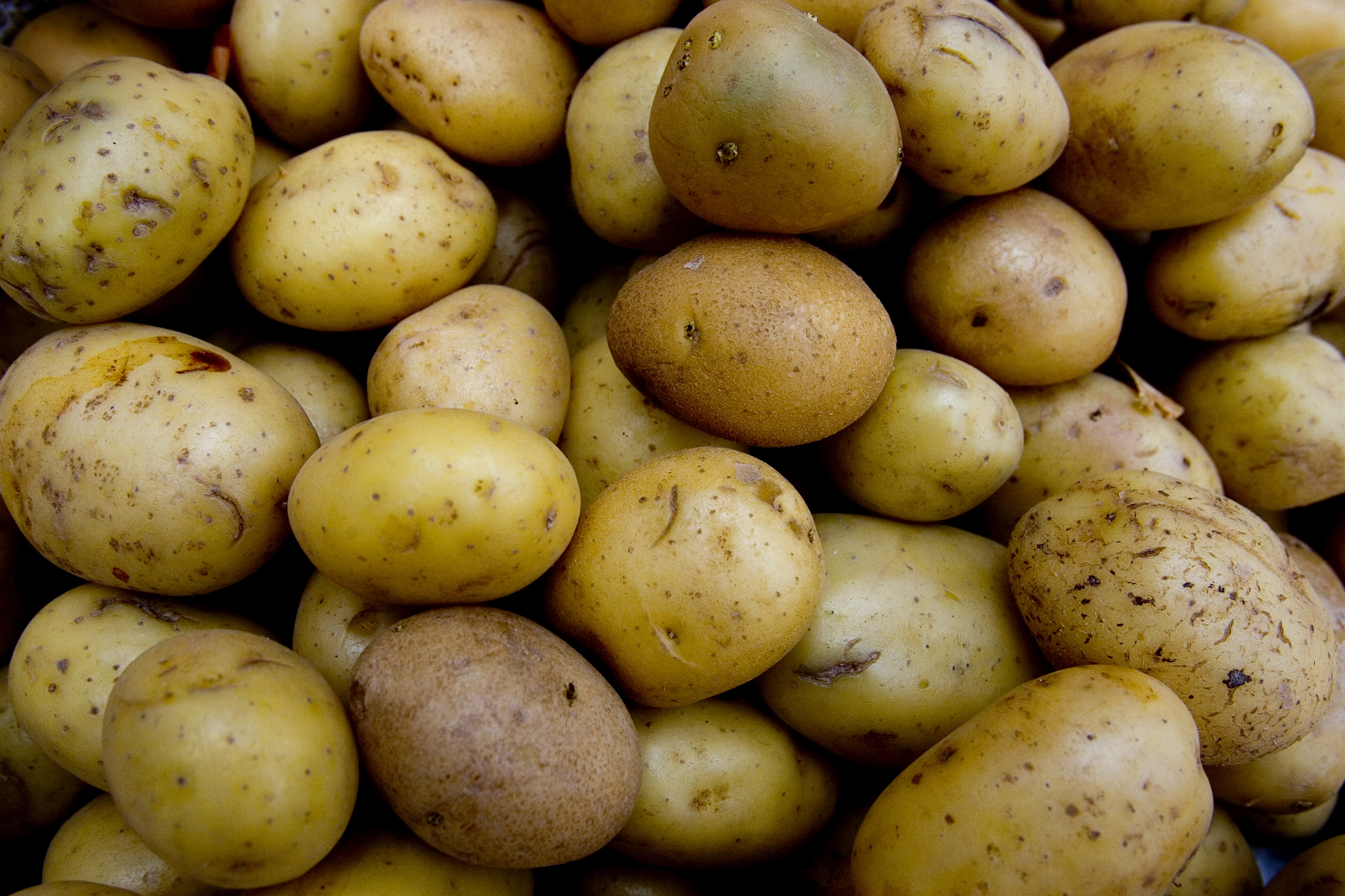 FAO to celebrate International Day of Potato annually on May 30
