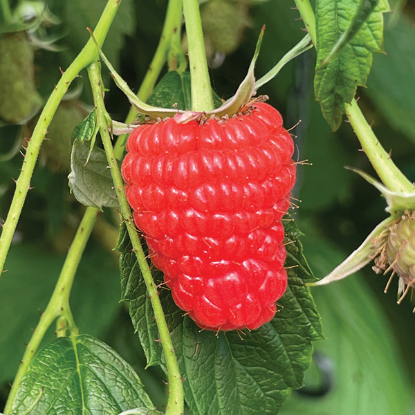 ABB announces commercial launch of 3 new raspberry varieties