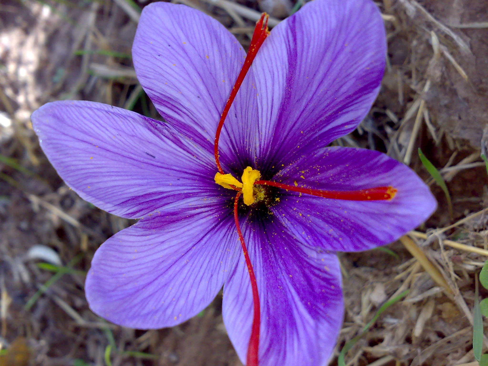 Ayana Bio and Wooree Green Science partner to develop plant-cell-derived saffron