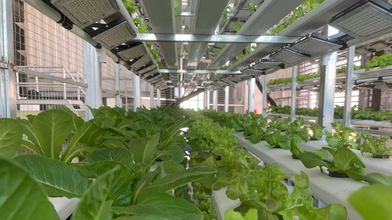 Cambodia’s Rosewood Phnom Penh pioneers hydroponic farming for sustainable culinary excellence