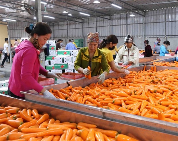 Vietnam’s fruit and vegetable exports reach record high up by 69% in 2023