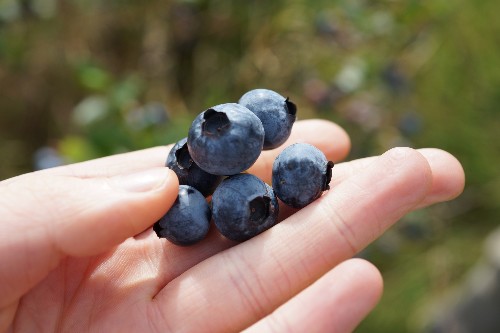 Research uncovers reason behind blue colour of blueberries