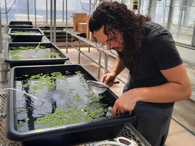 Common plants could help reduce food insecurity, researchers find