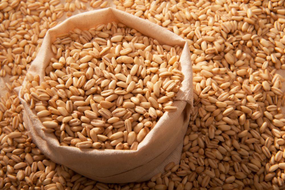 Australia’s barley and malt exports to Latin America increases