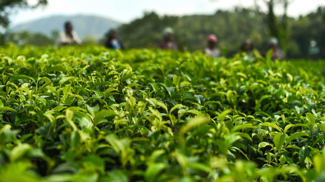 China’s tea report emphasises health and green ecology in tea production