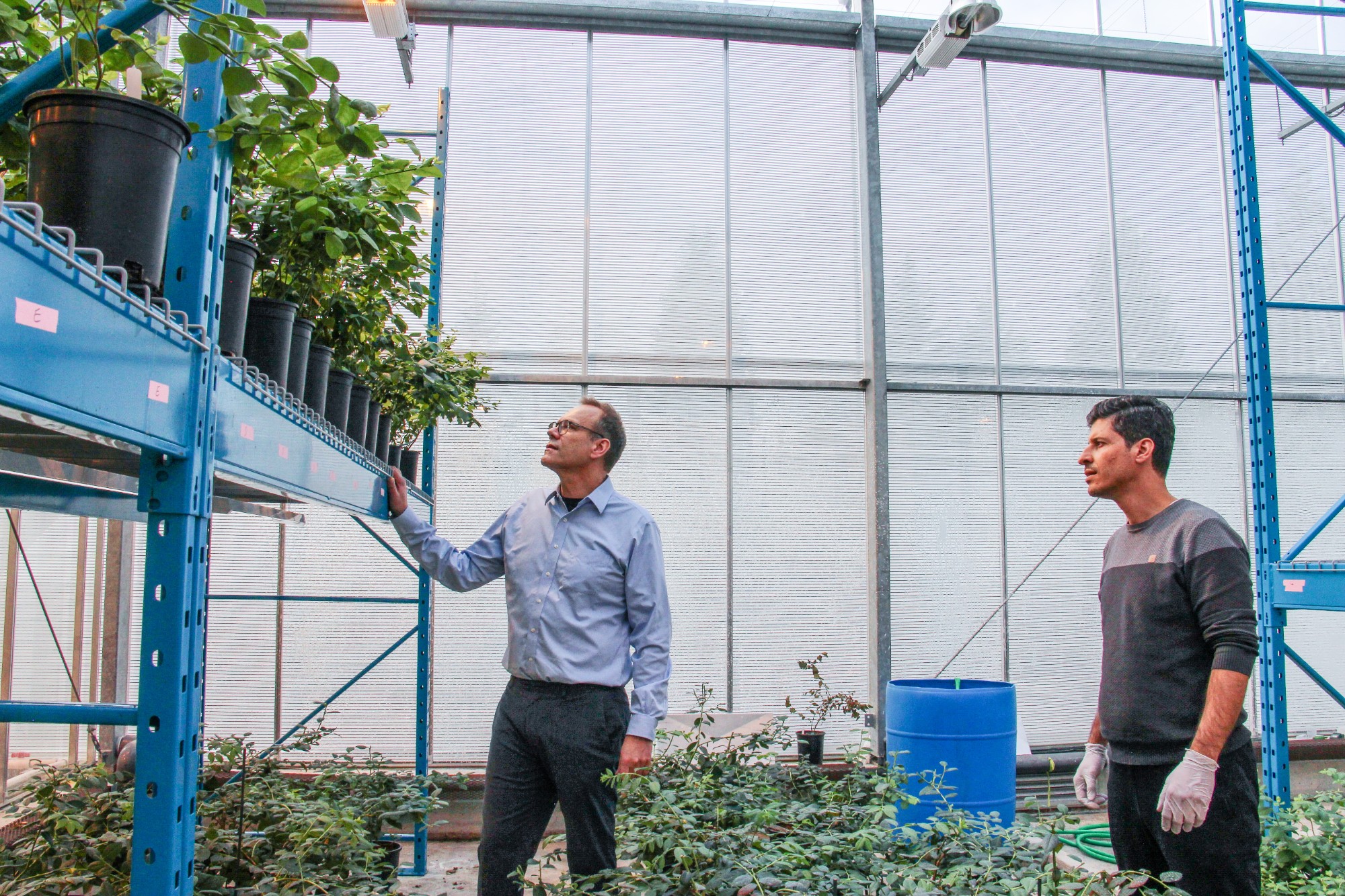 SFU researchers to develop Canadian local blueberries for first time