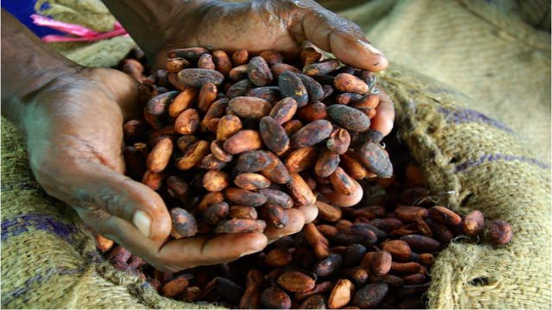 Madinah date production up by 31% in 2024