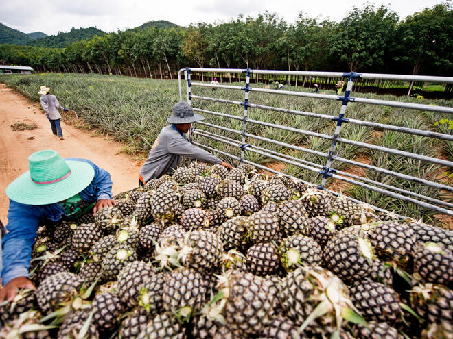 WWF and Consumer Goods Forum to launch tool tackle food loss