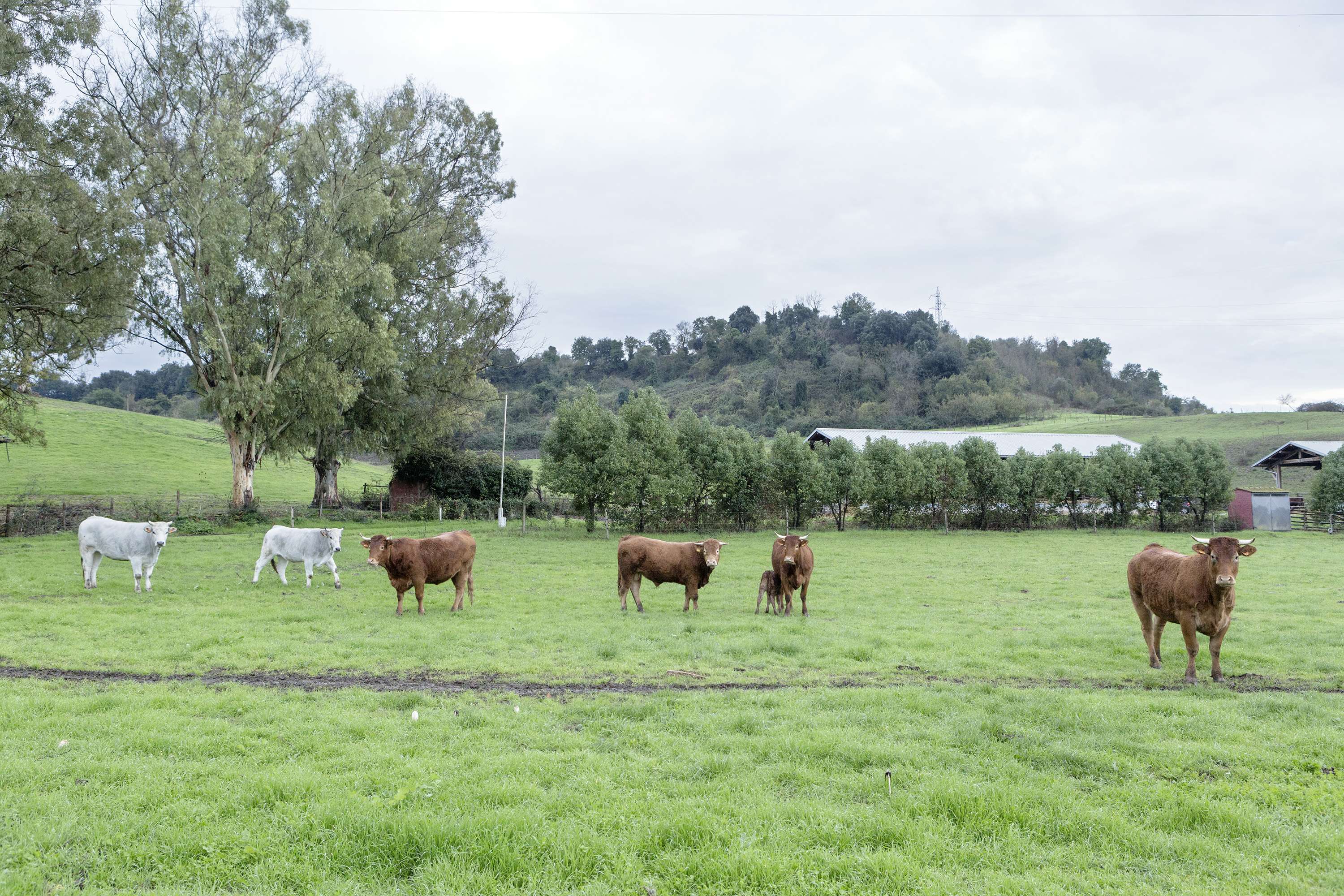 FAO launches global initiative to reduce need for antimicrobials for sustainable agrifood systems 