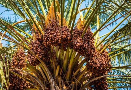 Saudi Companies partner with Alibaba to boost date exports