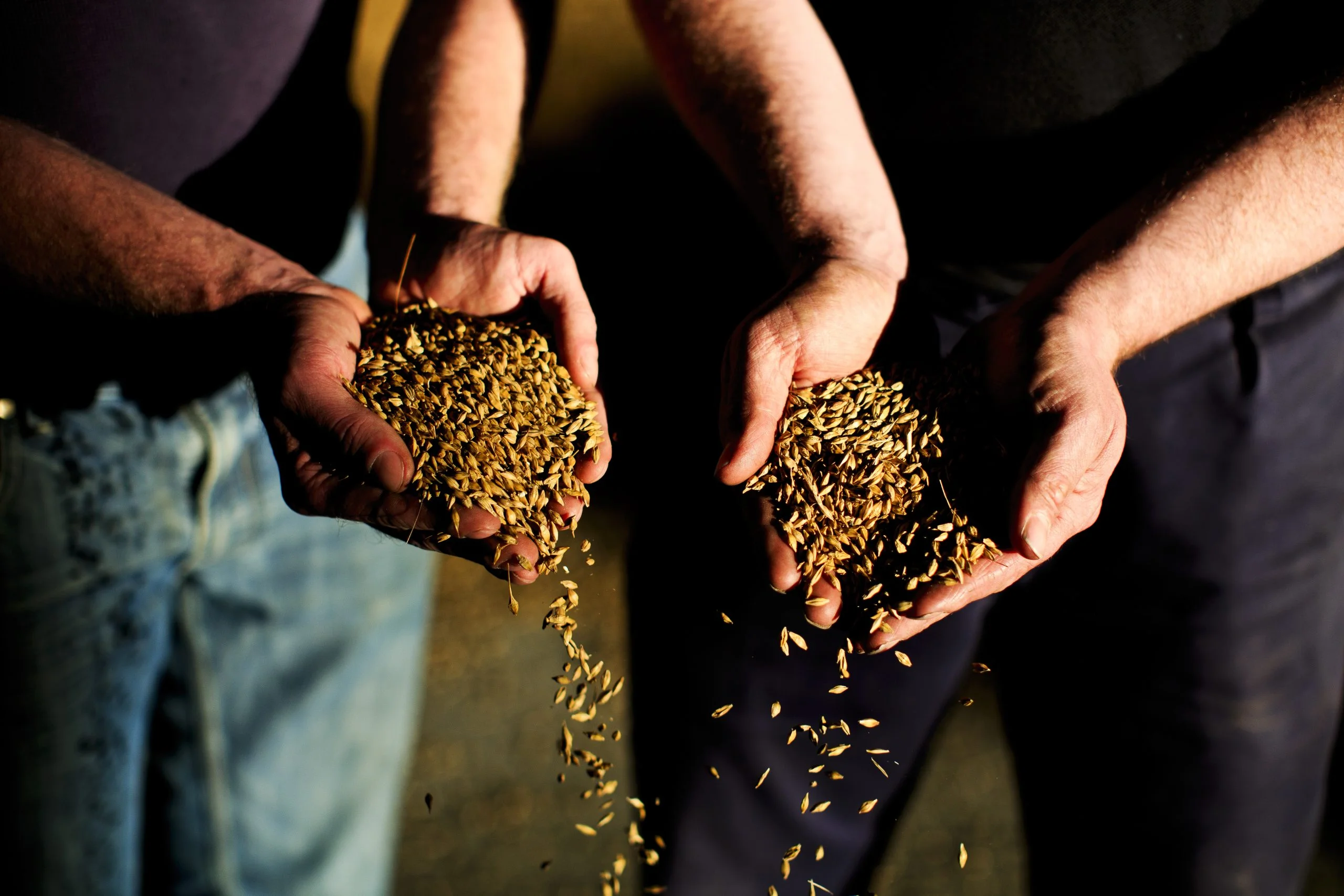 Chivas Brothers partners with Bairds Malt for sustainable production