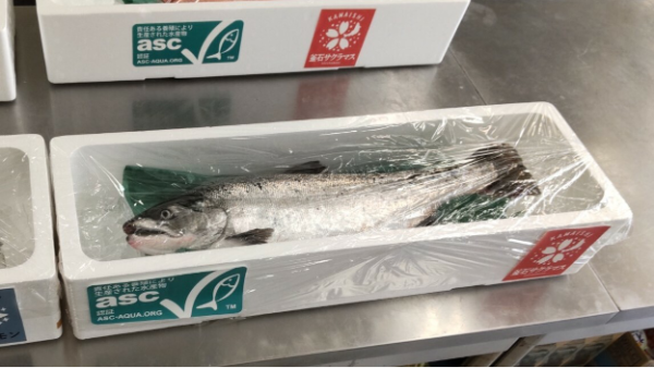 Japanese farm receives first ASC certification for commercial cherry salmon