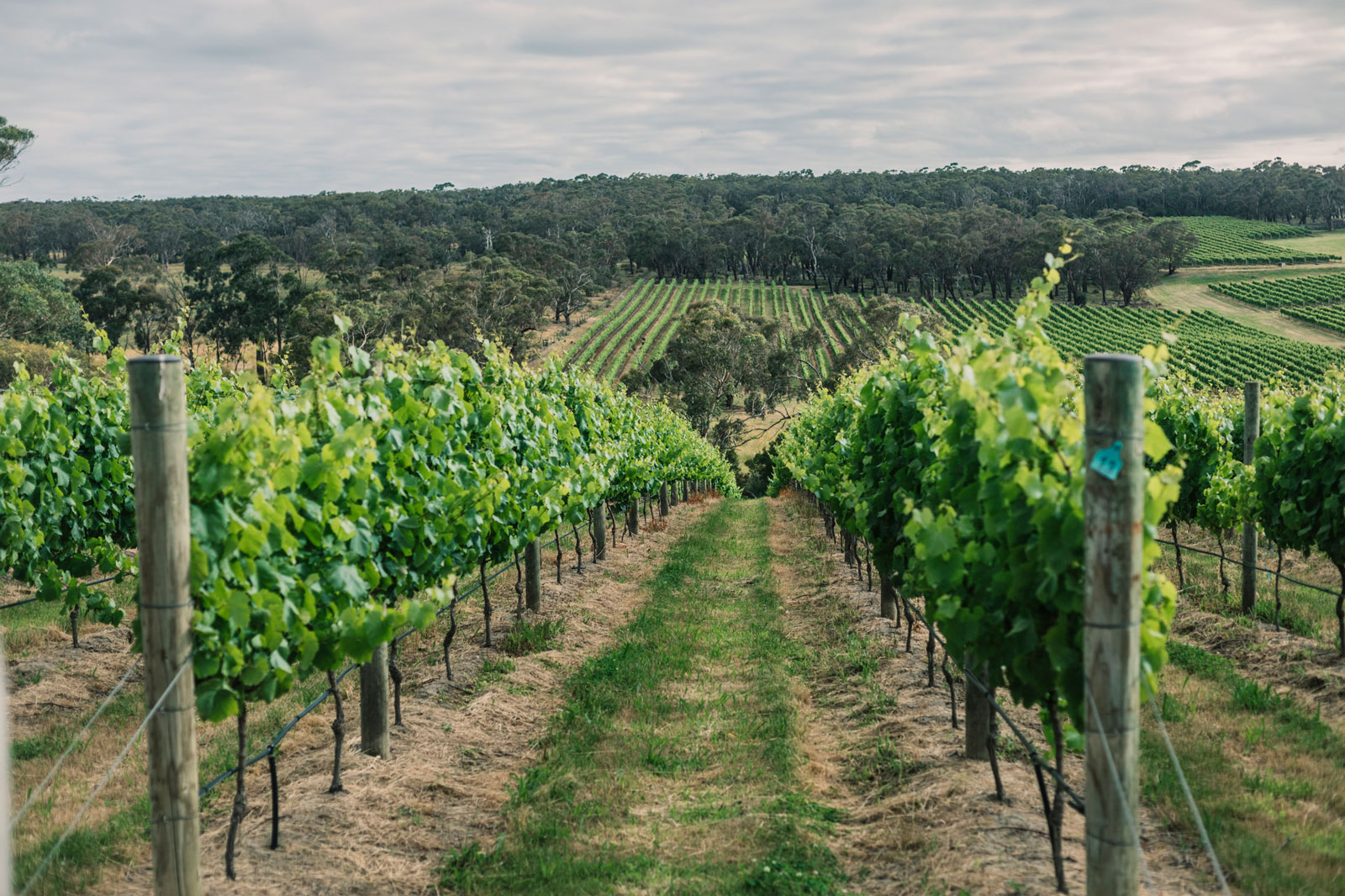 Australian government to invest $435,000 in grape and wine sector  