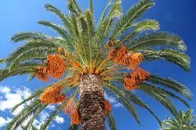 Saudi Arabia’s date production rise by 124%