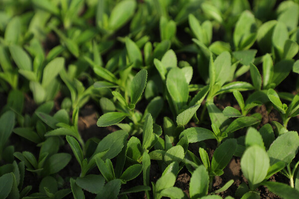 Tate &amp; Lyle and Manus partner to manufacture stevia Reb M