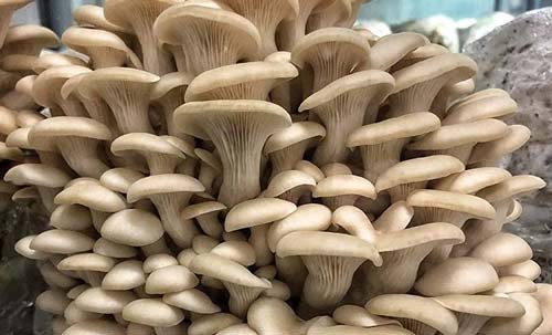 China's first intelligent oyster mushroom production plant opens