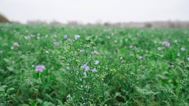 Carlsberg Denmark prepares beer with regeneratively grown raw materials