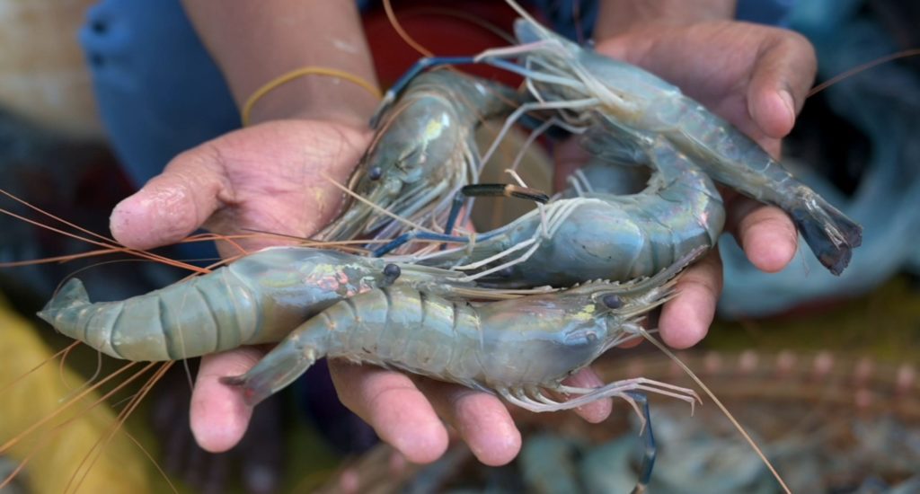 Indonesia records double-digit growth in shrimp exports