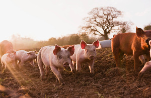 China resumes imports of unprocessed pork from UK