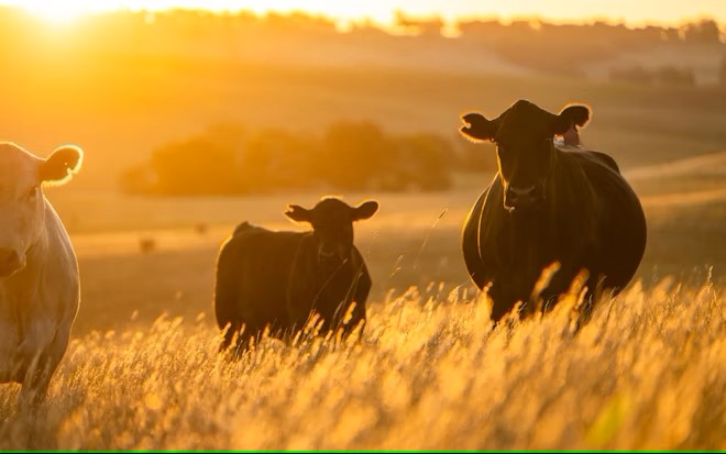 JBS announces $200 Mn in US beef investments
