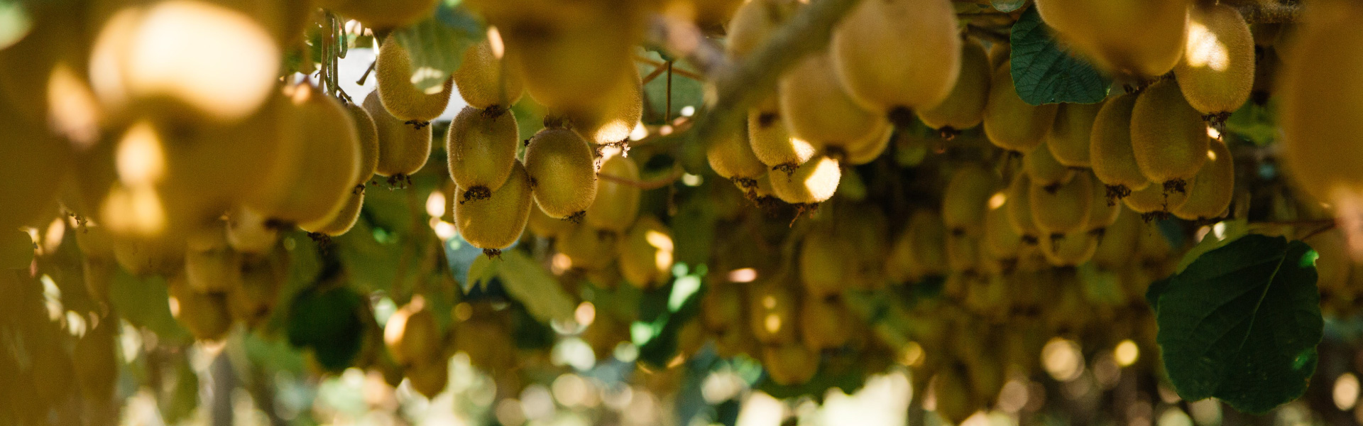 Zespri signs MoU to double fruit exports to China