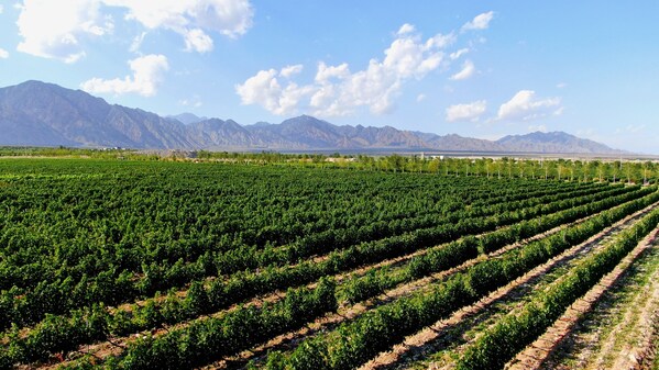 Yinchuan supports China's wine industry in going global