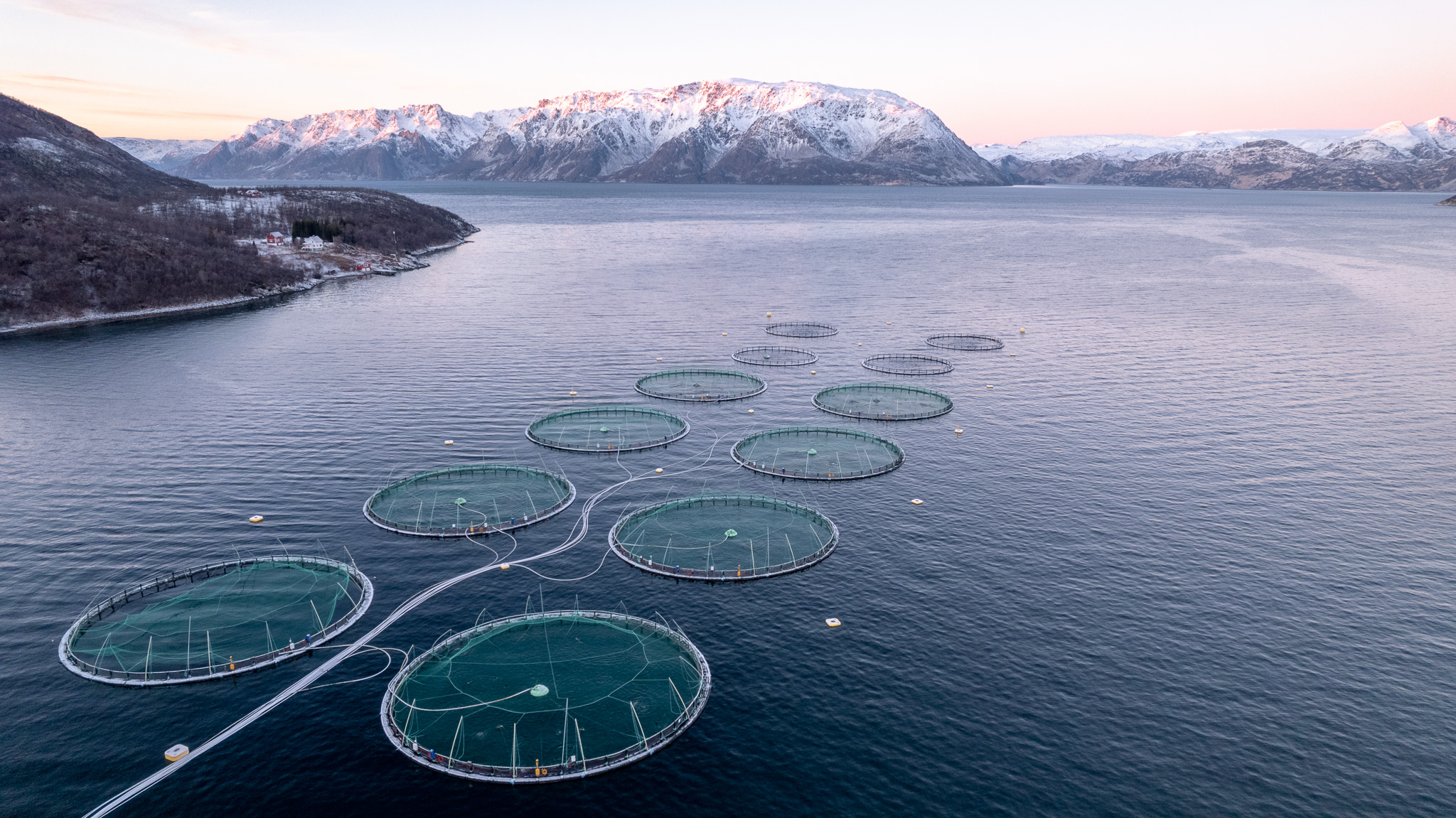 Mitsubishi acquires three salmon farming businesses from Norway