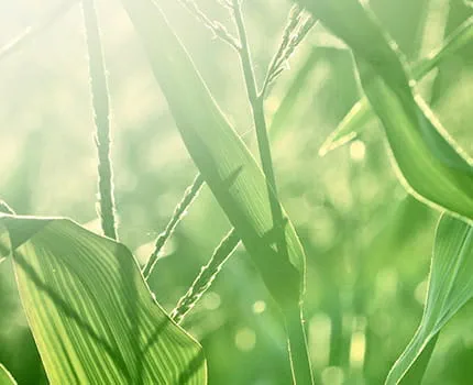 Bunge completes sale of North America corn milling business