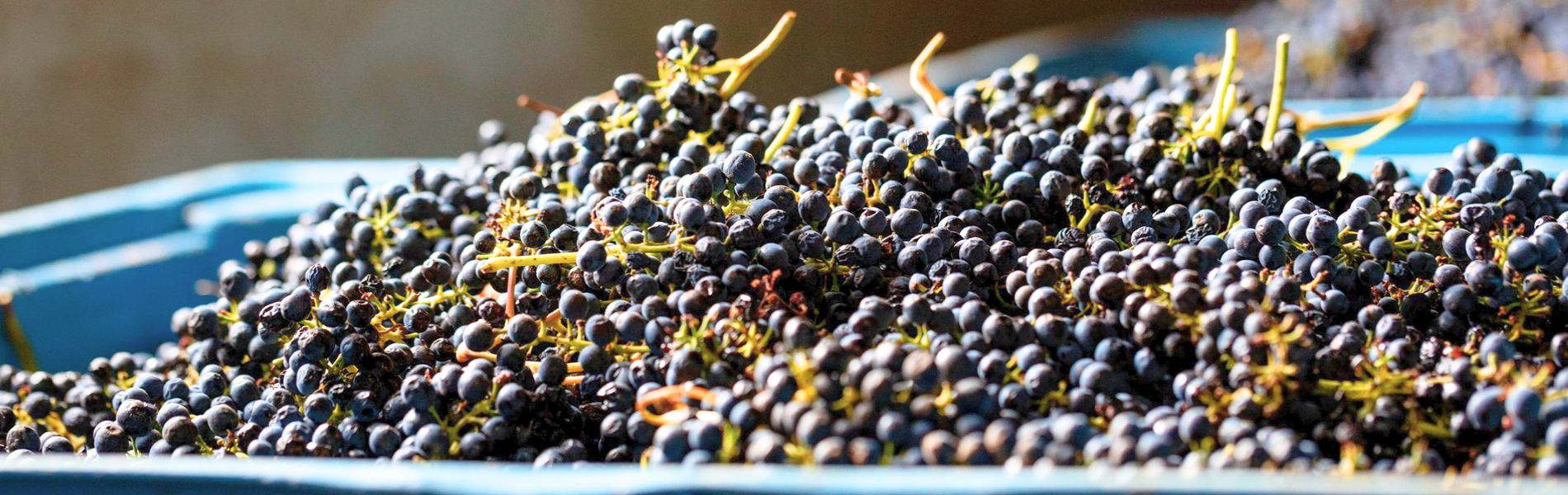 Australian winegrape crush up by 11% in 2025