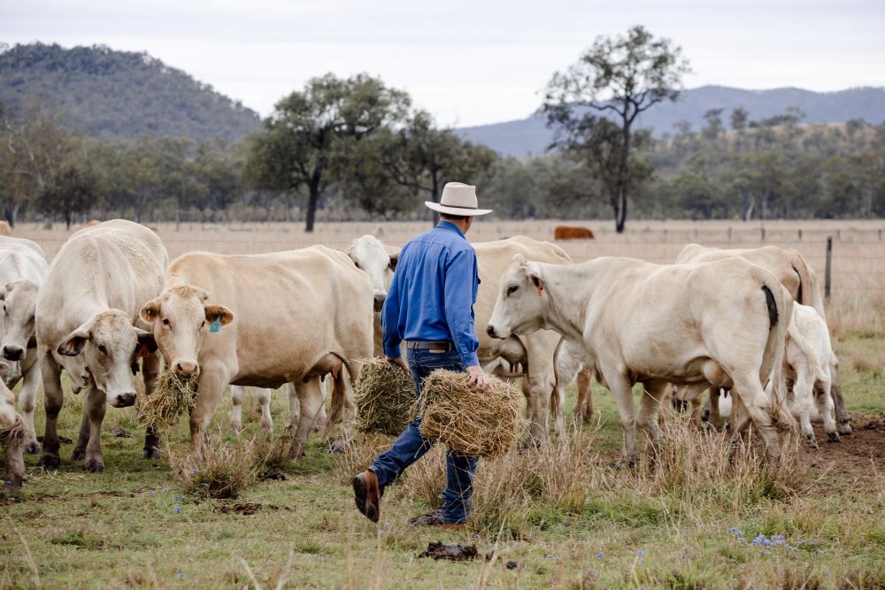 Australia’s proposed Iona beef facility declared prescribed project