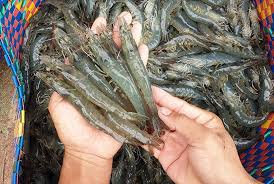 Vietnam’s shrimp exports surge past $2 Bn in H1 2025