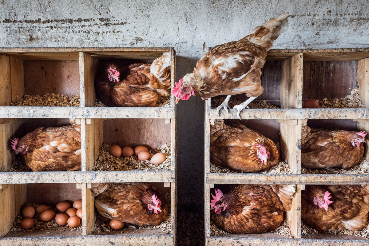 Emerging economies to drive animal-source food consumption and production