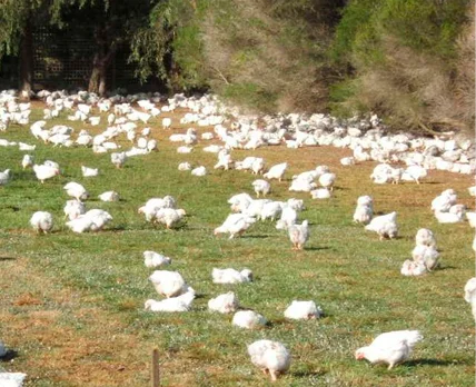 Australian Chicken Growers’ Council appoints David Inall as CEO