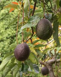 Fresh Del Monte collaborates with Managro for expansion of avocado in Colombia
