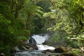 IFF and Reservas Votorantim sign bioprospecting partnership in Brazil