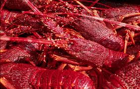 South Australian lobster exports surge to record high as trade with China rebounds