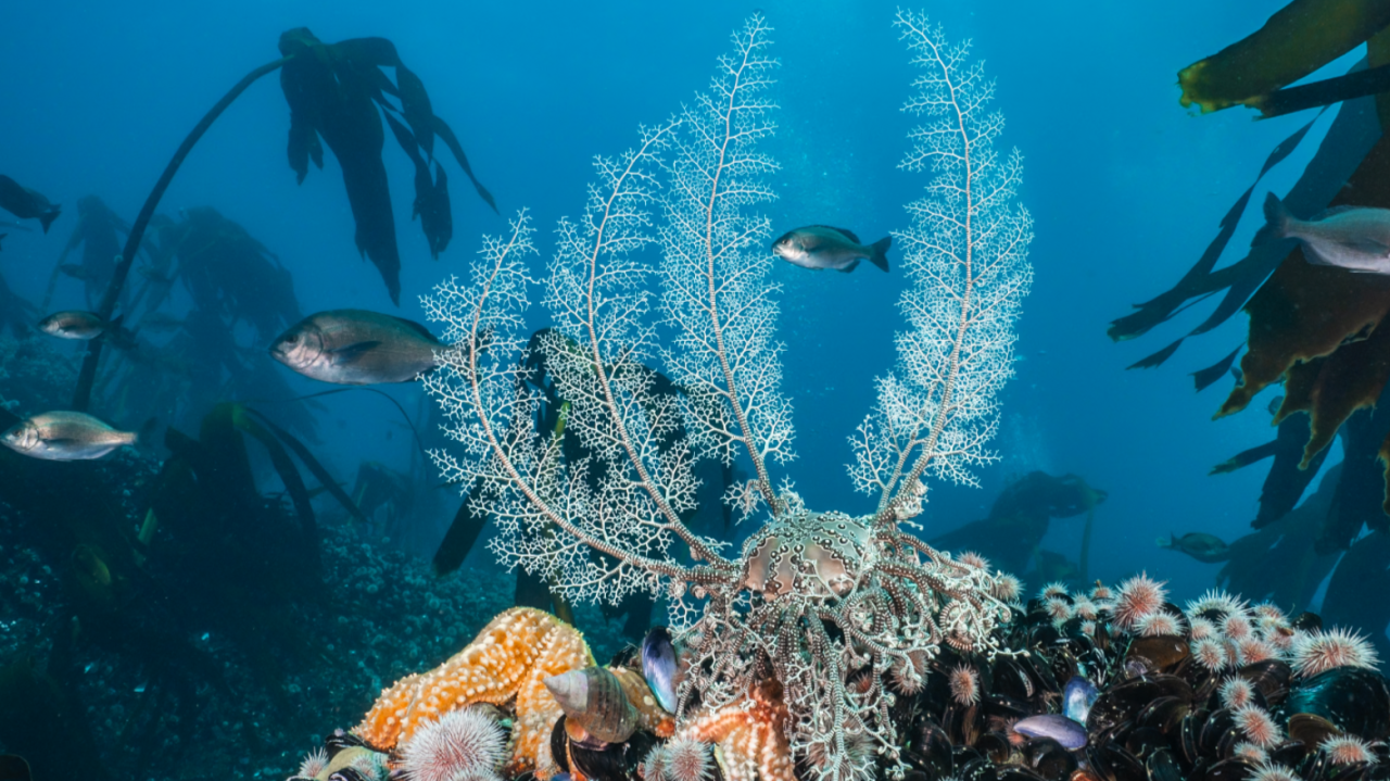 Atlantic Fish secures $1.2 Mn seed funding to advance cultivated seafood innovation