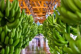 Fresh Del Monte and Vietnam THACO AGRI sign sourcing partnership for bananas