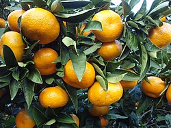 suchang enhances diversity in Japanese food culture with citrus-based ingredients