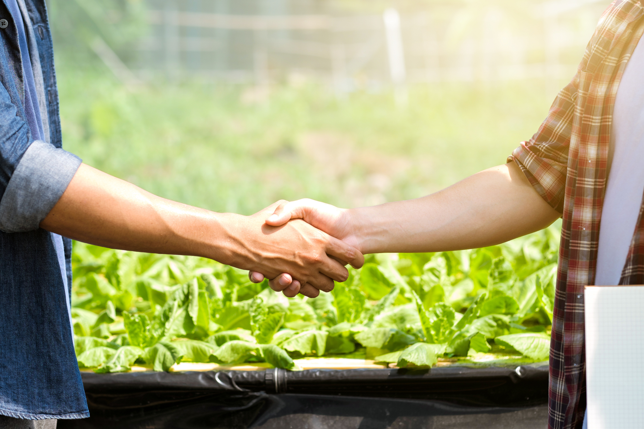 French Competition Authority clears Greenyard–Eureden joint venture and cooperative merger
