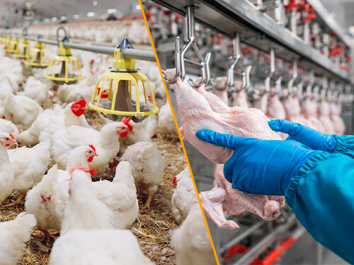 TAGAT Foodtech launches integrated digital ecosystem for animal protein supply chain