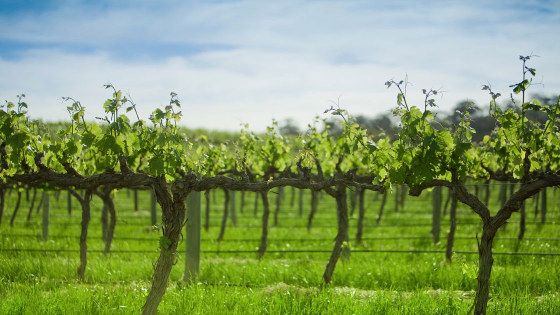 Australia wine recovery program extended to 2027 with $3.1Mn federal funding