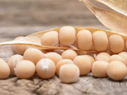 Roquette Launches Breakthrough Clean-Tasting Pea Protein Isolate