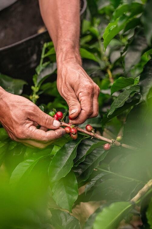 Julius Meinl Achieves 100 % Responsibly Selected Coffee, Marking a Major Sustainability Milestone 
