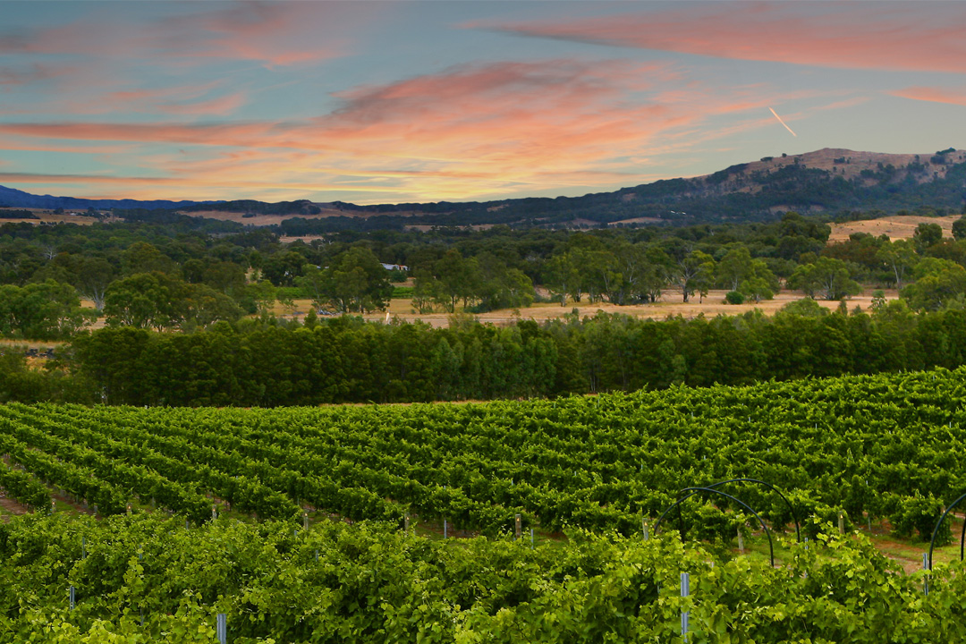 Australian Government Commits $6Mn to Boost WA Wine Industry